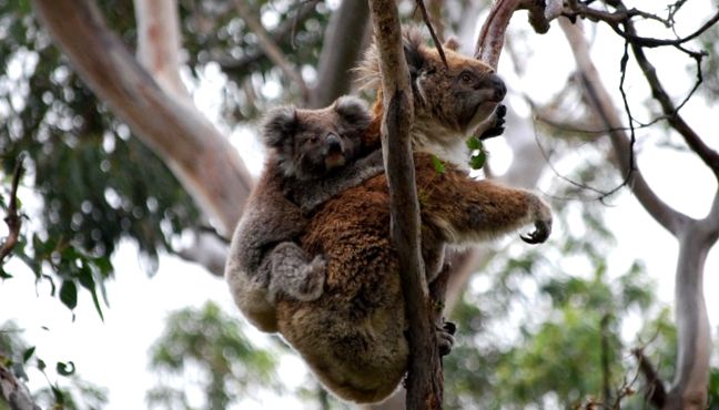 Koala sau urs marsupial Enciclopedia animalelor enciclopedie