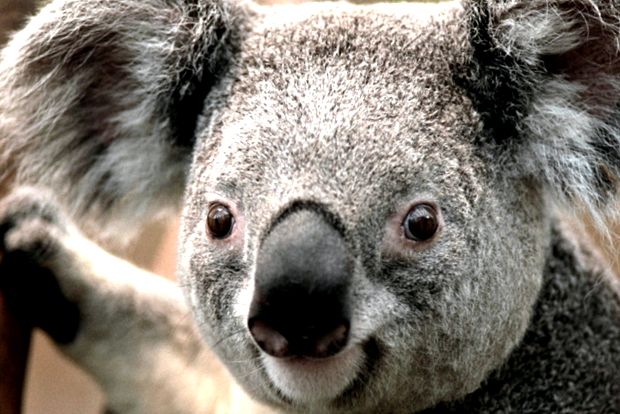 Koala sau urs marsupial Enciclopedia animalelor urs