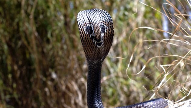 Cobra - totul despre acești șerpi şarpe