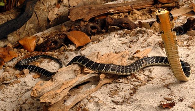 Cobra - totul despre acești șerpi şarpe