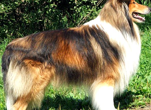 Rough Collie Animal Encyclopedia collie