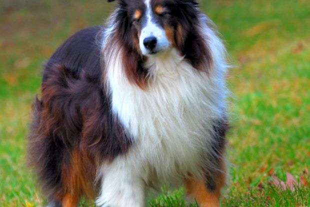 Rough Collie Animal Encyclopedia enciclopedie