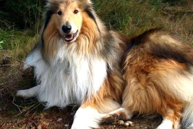 collie