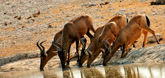 Enciclopedia animalelor din Parcul Național Etosha Naţional