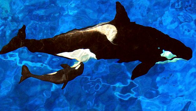 Balene ucigașe - delfini uriași sau balene ucigașe delfin