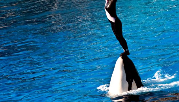Balene ucigașe - delfini uriași sau balene ucigașe aceste animale