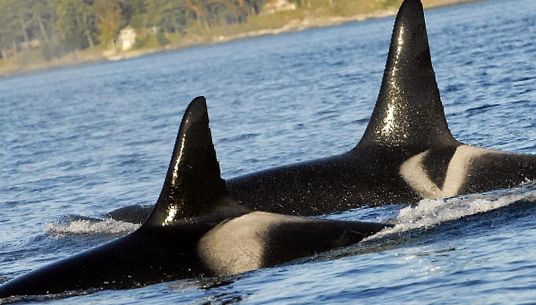 Balene ucigașe - delfini uriași sau balene ucigașe delfin