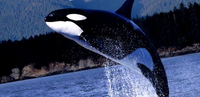 Balene ucigașe - delfini uriași sau balene ucigașe delfin