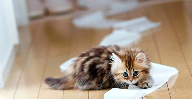 Cum să antrenezi un pisoi la toaletă Enciclopedia animalelor obişnui