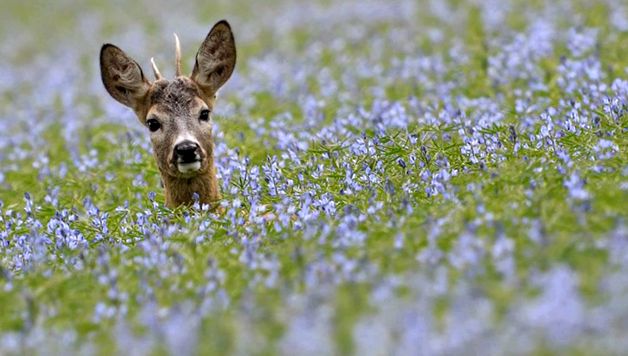 Enciclopedia animalelor caprioare Capriori siberieni europeni