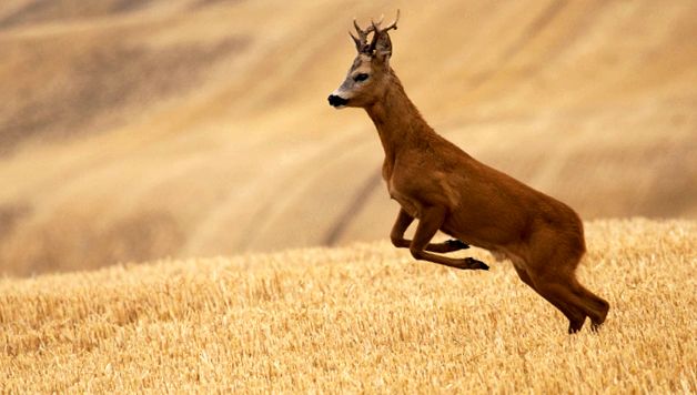 Enciclopedia Animalelor Căprioare icre