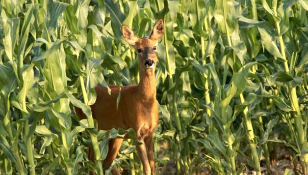 Enciclopedia Animalelor Căprioare enciclopedie