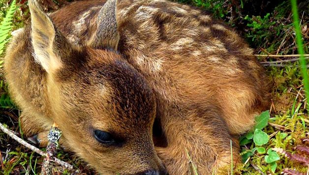 Enciclopedia Animalelor Căprioare enciclopedie