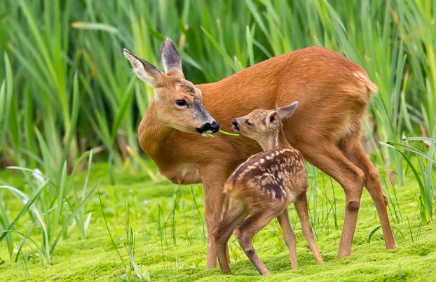 Enciclopedia animalelor caprioare Capriori siberieni europeni