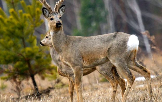 Enciclopedia animalelor caprioare animal
