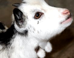 Capre domestice aceste animale