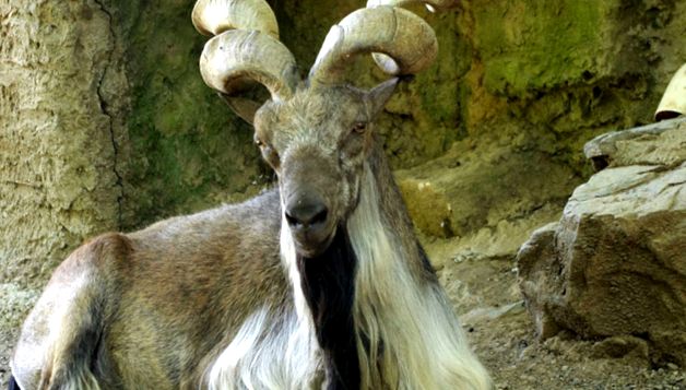 Phenomenal alpiniști - capre de munte aceste animale