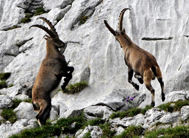 Phenomenal alpiniști - capre de munte aceste animale