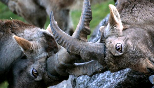 Phenomenal alpiniști - capre de munte aceste animale