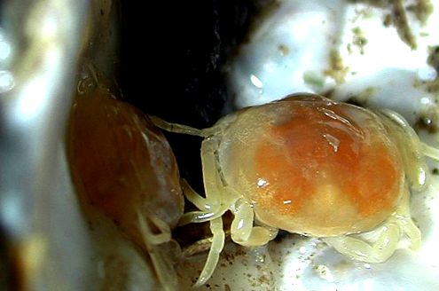 Crabs Enciclopedia animalelor enciclopedie