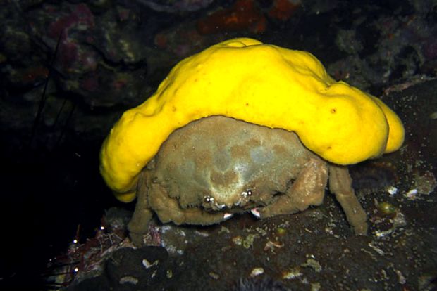 Crabs Enciclopedia animalelor acești crustacei
