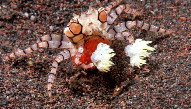 Crabs Enciclopedia animalelor animal