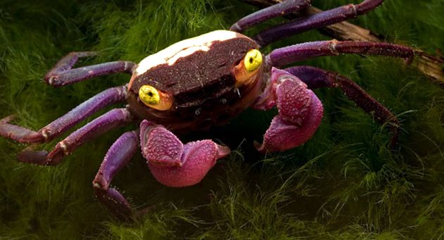 Crabs Enciclopedia animalelor animal