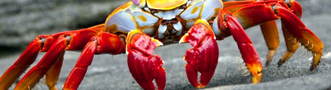 Crabs Enciclopedia animalelor animal