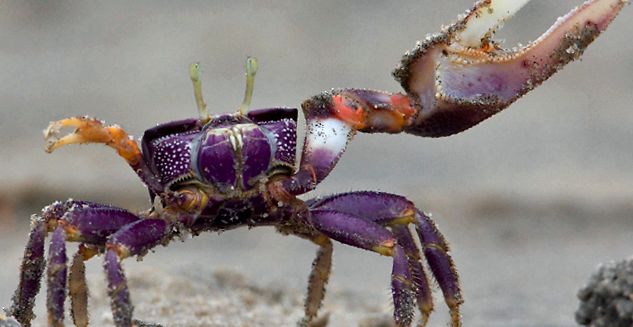 Crabs Enciclopedia animalelor enciclopedie