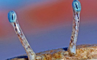 Crabs Enciclopedia animalelor animal