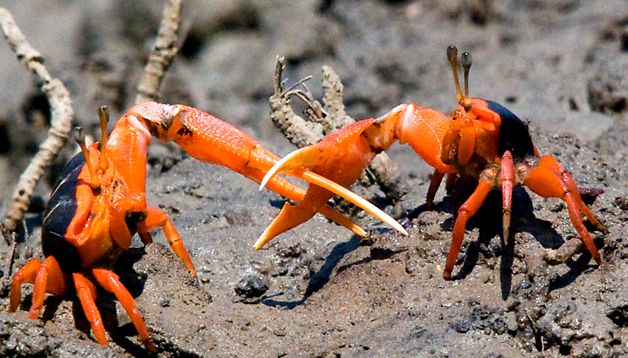 Crabs Enciclopedia animalelor crab