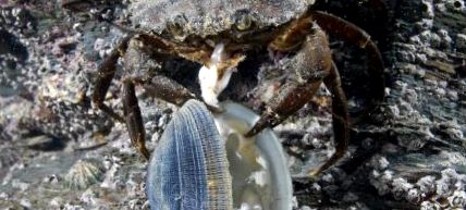 Crabs Enciclopedia animalelor enciclopedie