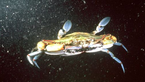Crabs Enciclopedia animalelor aceste animale
