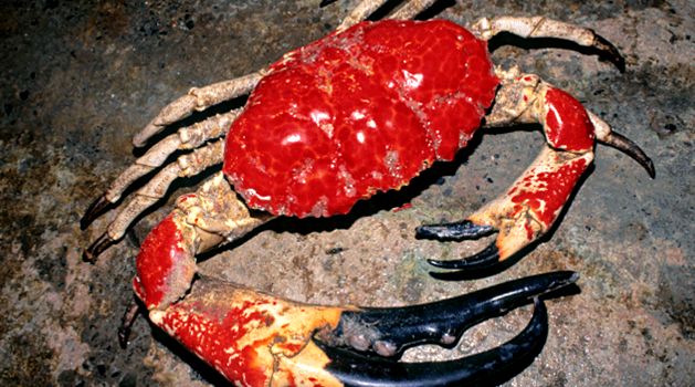Enciclopedia Animalelor Crabi aceste animale
