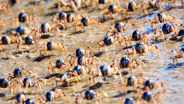 Crabs Enciclopedia animalelor aceste animale