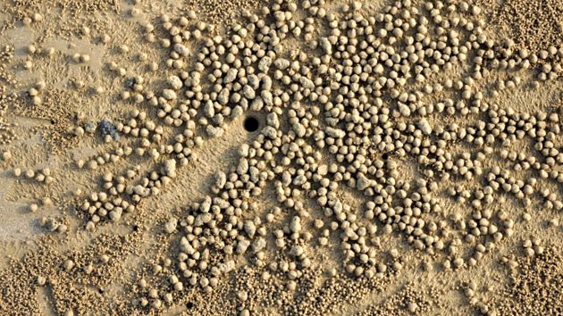 Crabs Enciclopedia animalelor aceste animale