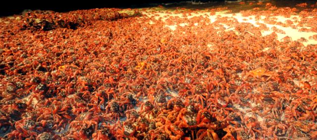 Crabs Enciclopedia animalelor acești crustacei