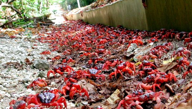 Crabs Enciclopedia animalelor acești crustacei