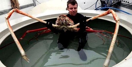 Crabs Enciclopedia animalelor acești crustacei