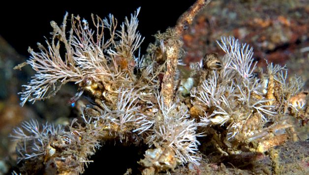 Crabs Enciclopedia animalelor enciclopedie