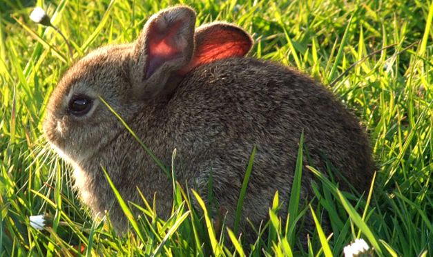 Enciclopedia animalelor iepuri iepure