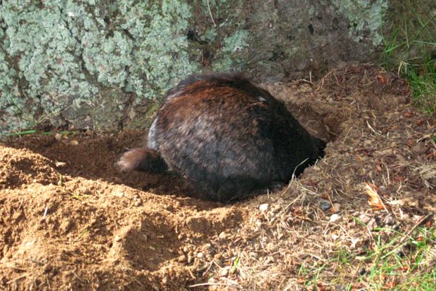 Enciclopedia animalelor iepuri aceste animale