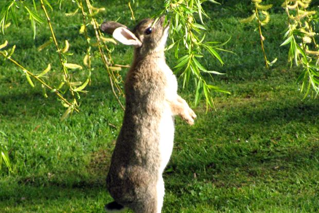 Enciclopedia animalelor iepuri iepure