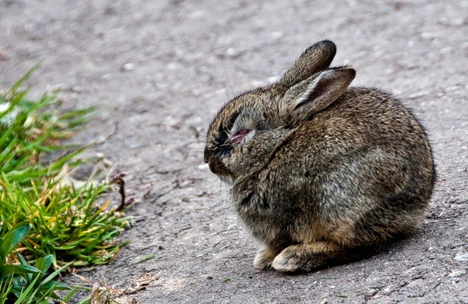Enciclopedia animalelor iepuri animal