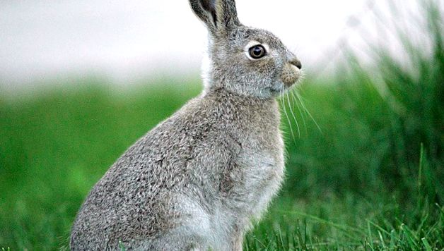 Enciclopedia animalelor iepuri enciclopedie
