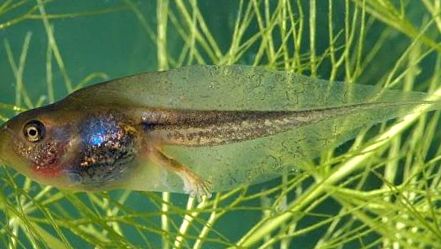 Broaște de copac Enciclopedia animalelor enciclopedie