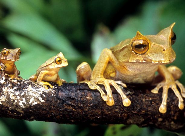 Broaște de copac Enciclopedia animalelor în caz de pericol