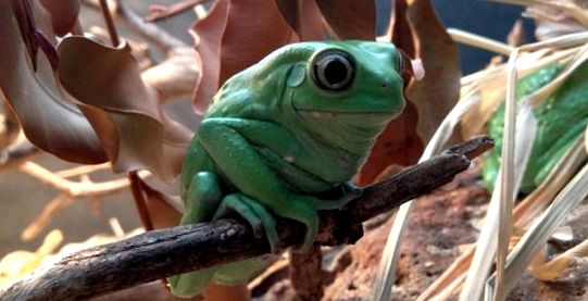 Broaște de copac Enciclopedia animalelor broască de copac comună