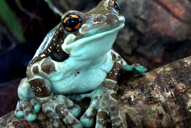 Broaște de copac Enciclopedia animalelor broască de copac comună