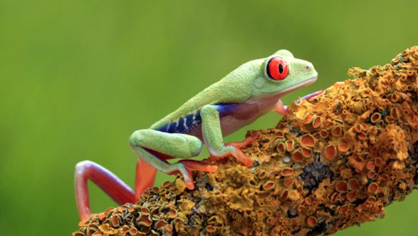 Broaște de copac Enciclopedia animalelor animal